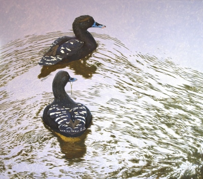 David Ord Kerr , Dabbling for weed, African black duck