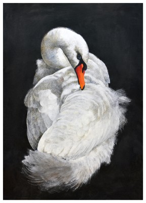 Emma Faull, Mute Swan