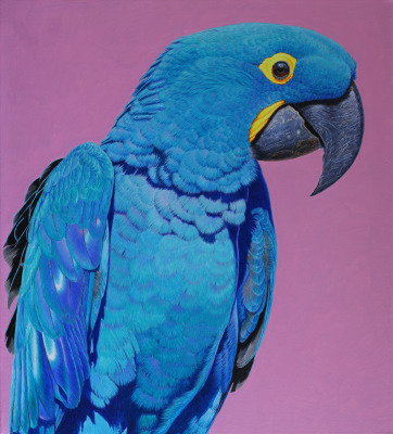 David Ord Kerr , Hyacinth Macaw