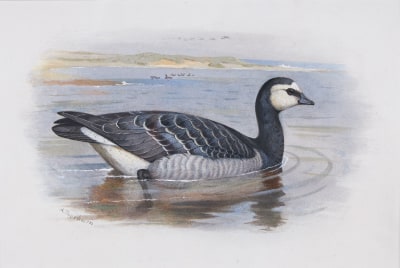 Archibald Thorburn , Barnacle Goose