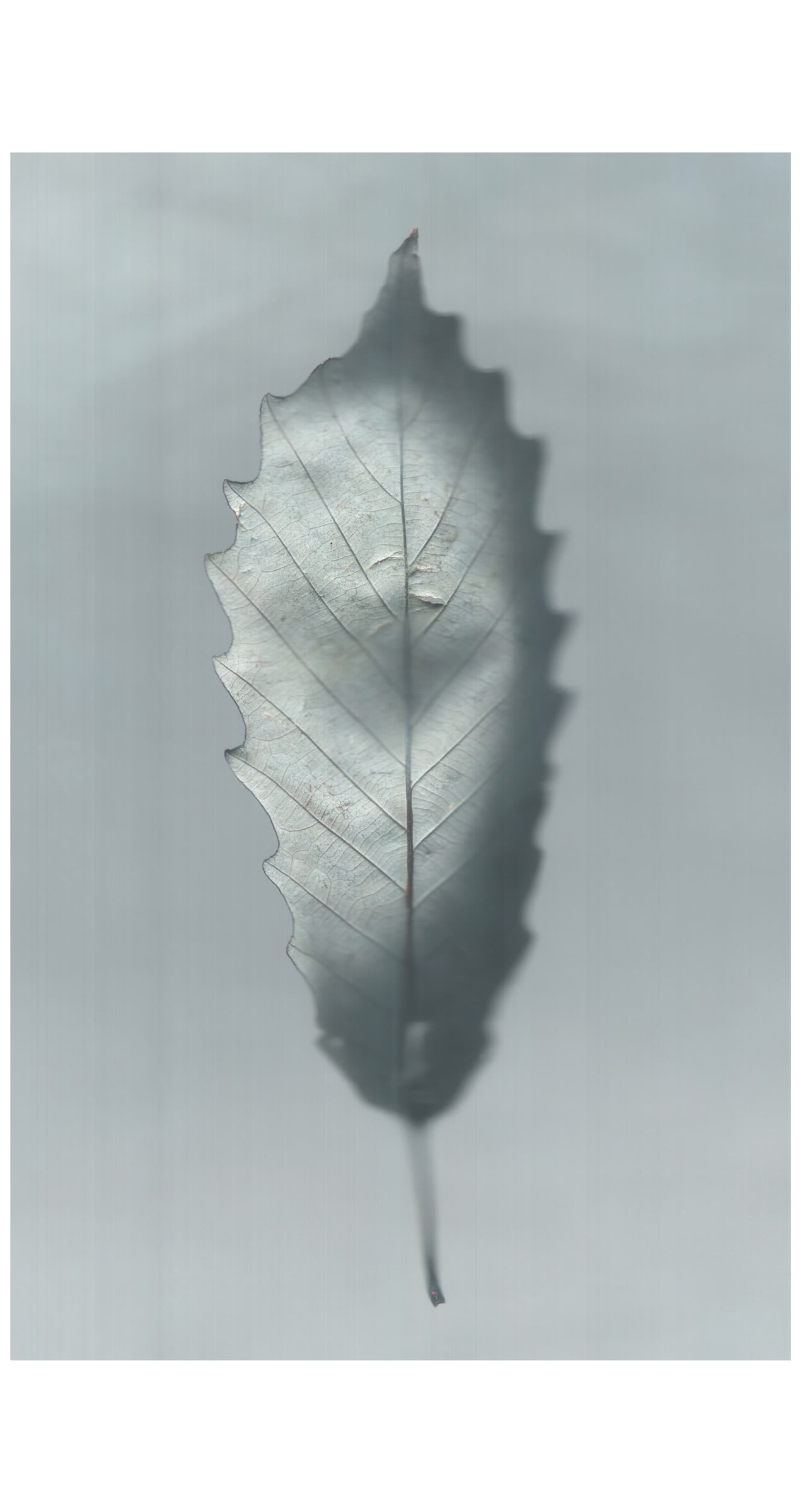 Ann Hamilton, sense · chinquapin oak, 2022 | Elizabeth Leach Gallery