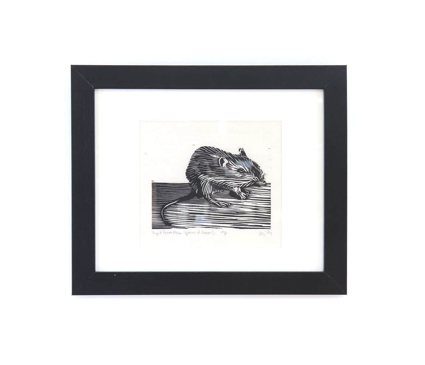 Jacob Cowgill, Hispid Pocket Mouse (Species of Concern), 2024 Radius