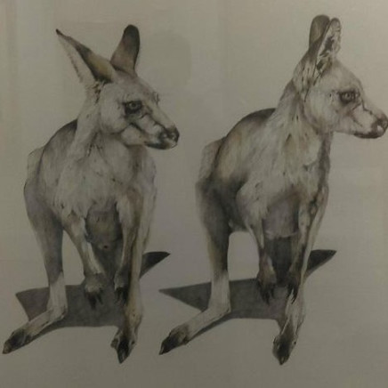 Karen Barbouttis, Grey Kangaroos Featherdale Park, 2018