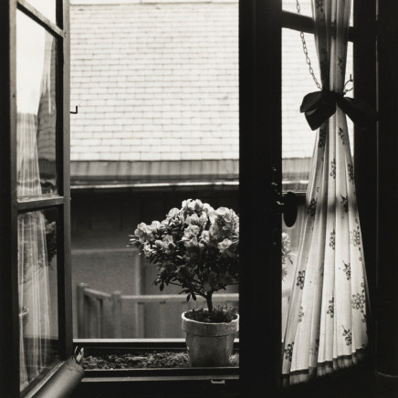Emmanuel Sougez - Etude de fleurs, 1934