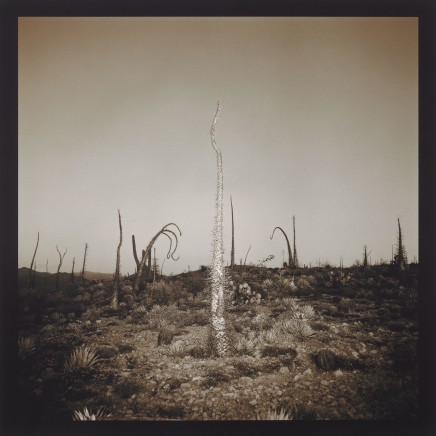 Richard Misrach - Boojum Tree, 1976 - 2001