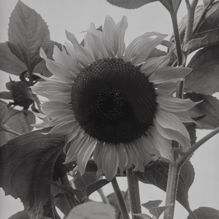 Man Ray - Sunflower, 1930