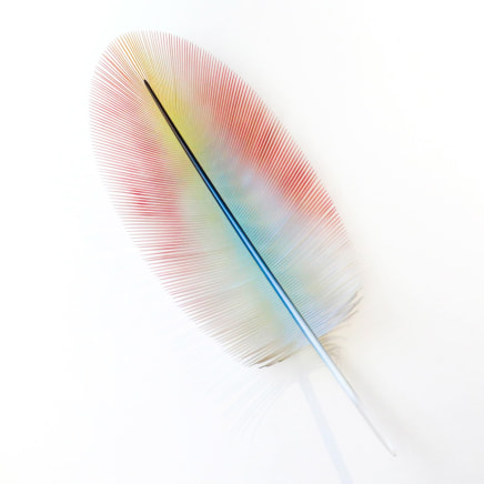 Neil Dawson - Kea Down feather, 2022