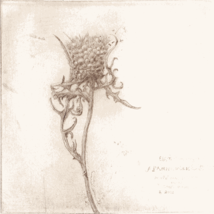 Frans Pannekoek - Fleur de poirier séché de Lara, 2020