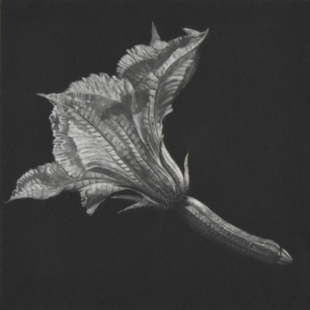 Judith Rothchild - Fleur d'acanthe, 2024