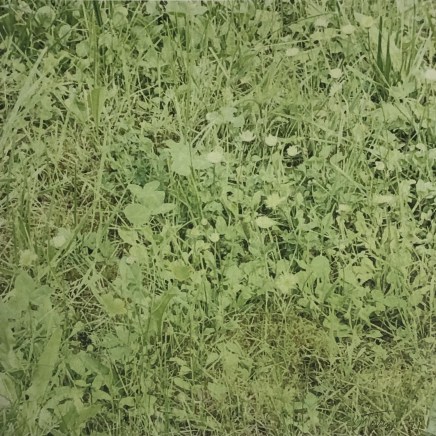 Farhad Ostovani, Primavera - 19, 2021