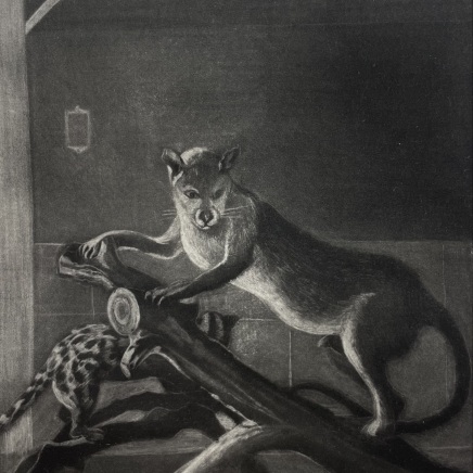 Judith Rothchild, Fossa, 2017-2018