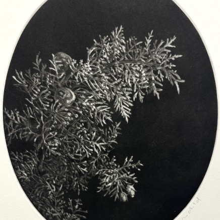 Judith Rothchild, Cyprès, 2024