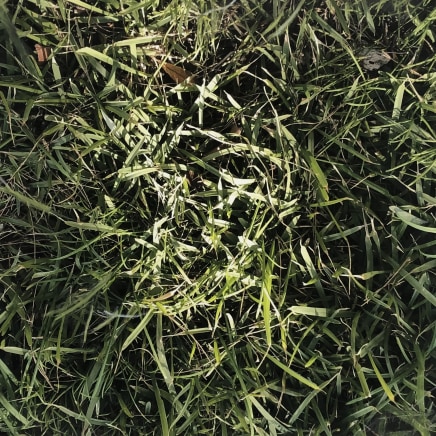 Farhad Ostovani, Primavera - 33, 2021