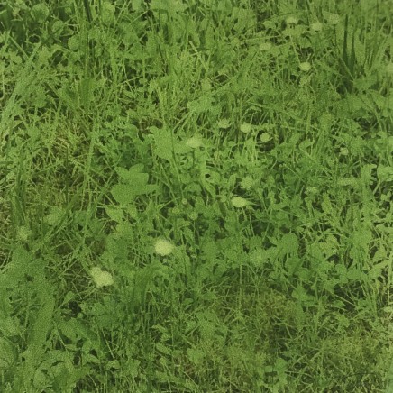 Farhad Ostovani, Primavera - 20, 2021