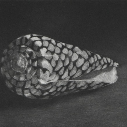 Judith Rothchild, Rembrandt's Shell, 2015