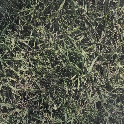 Farhad Ostovani, Primavera - 31, 2021