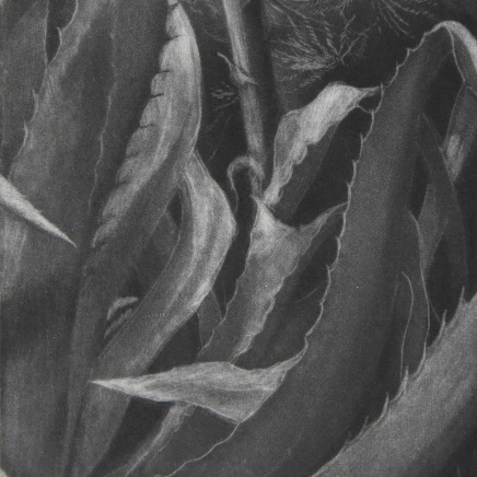 Judith Rothchild, Agaves, 2022