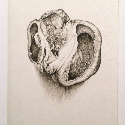 Cécile Reims, Anatomies végétales - Gravure #11, 2006-2007