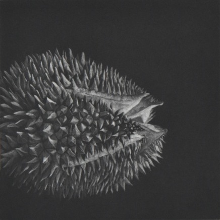 Judith Rothchild, Durian, 2016