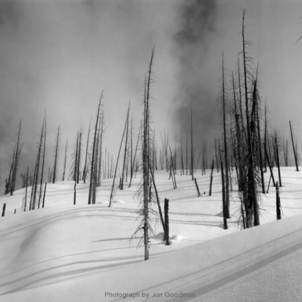 Jon Goodman, Burnt trees, Battle Range, 2017