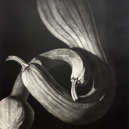 Judith Rothchild, Courges, 2018