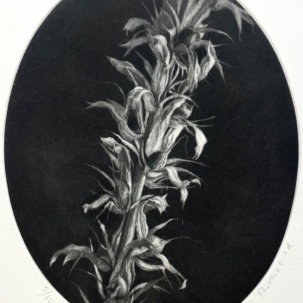 Judith Rothchild, Fleur d'acanthe, 2024