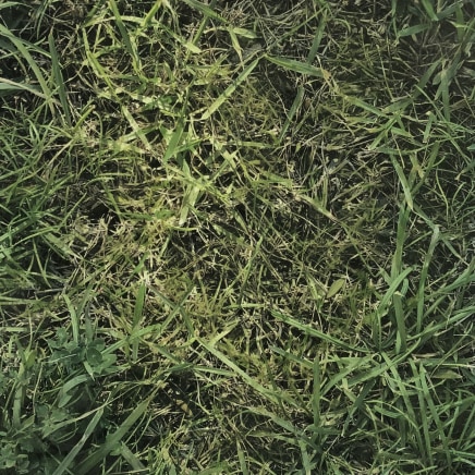 Farhad Ostovani, Primavera - 32, 2021