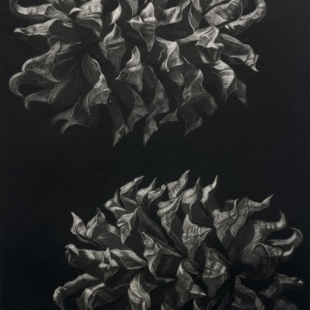 Judith Rothchild, Pinus sabiniana, 2016