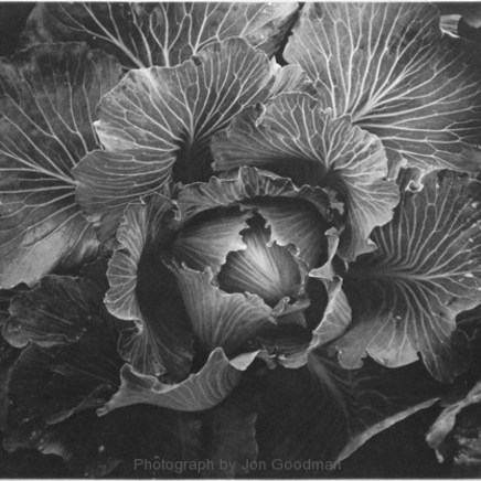 Jon Goodman, Hadley Cabbage, 1995