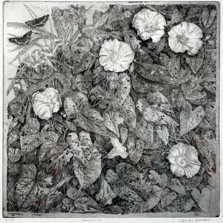 Charles Donker, Haagwinde / Calystegia Sepium (Landkaartje), 2024