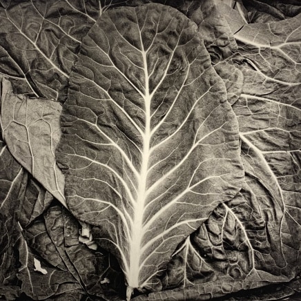 Jon Goodman, Swiss Chard, 2004