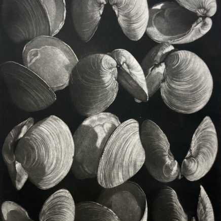 Judith Rothchild, Clams, 2016