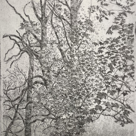 Charles Donker, Esdoorn (Acer pseudoplatanus), 2023