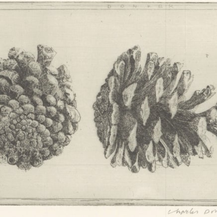 Charles Donker, Twee dennenappels, 2009