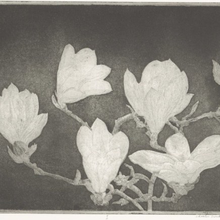Charles Donker, Magnolia I, 2007 / 2008
