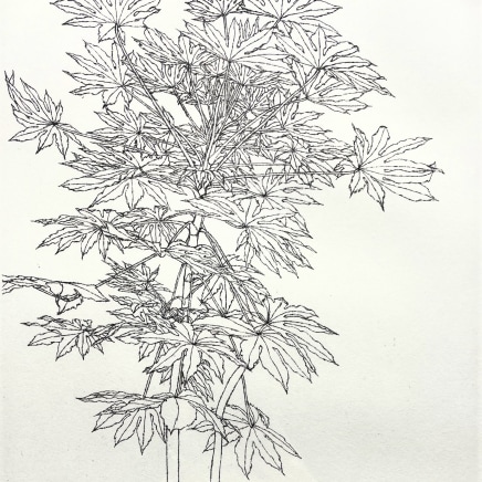 Sam Szafran, Série "Feuillages" - Aralia IV, Ca. 1990