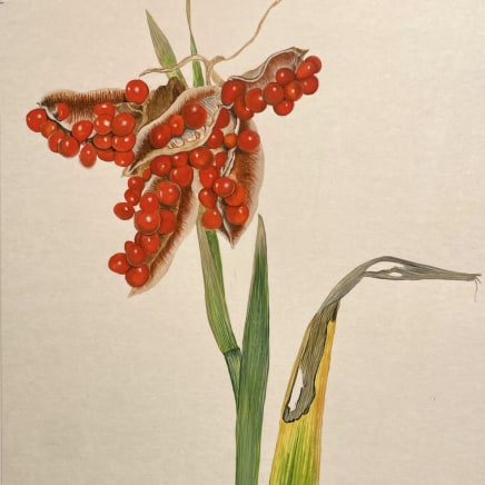 Ariane Fruit, Iris Foetidissima (Iris fétide - à graines rouges), 2024