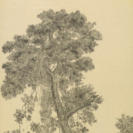 Gudrun von Maltzan, Banyan Tree, 2015