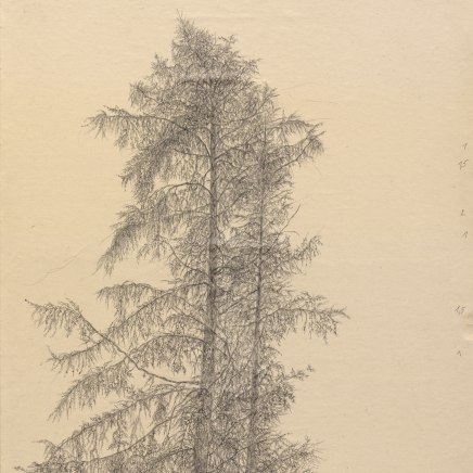 Gudrun von Maltzan, Mélèze, 2017