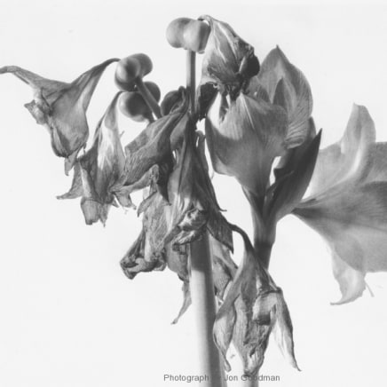 Jon Goodman, Amaryllis past its prime, 2002
