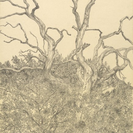 Gudrun von Maltzan, Chêne 5, 2015