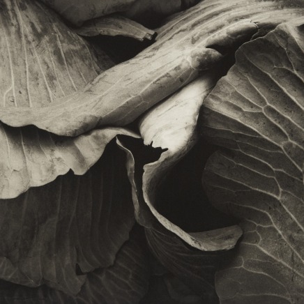 Jon Goodman, Large Leaf Cabbage, 2004