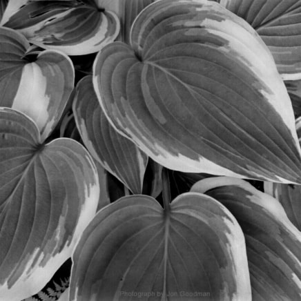 Jon Goodman, Hosta, Antioch, 2002