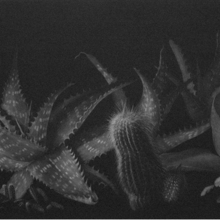 Judith Rothchild, Les Plantes grasses, 2002