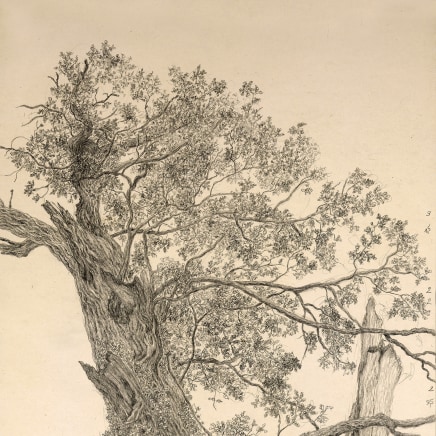 Gudrun von Maltzan, Chêne 8, 2019