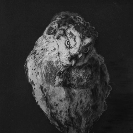 Marjan Seyedin, "Hiboux et chouettes" #8, 2016