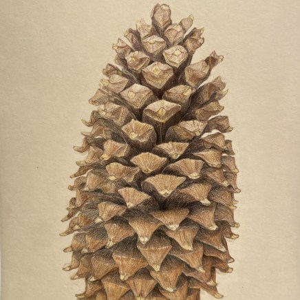 Ariane Fruit, Pinus coulteri (Pin à gros cônes), 2022