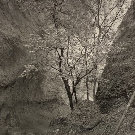 Jon Goodman, TREE, GORGE OF THE COVATANNAZ, 1985