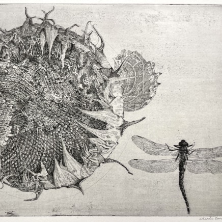 Charles Donker, Zonnebloem en Libelle, 2025