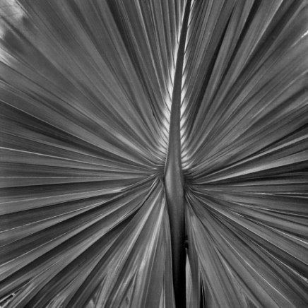 Jon Goodman, Priticardia leaf, Close up, 2014